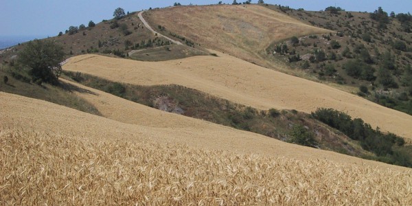 Piccola Cassia Samoggia